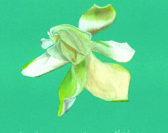 Print of an original pastel drawing of a gardenia with a blue background