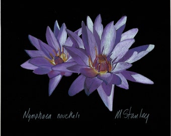 Print of an original pastel drawing of a water lily
