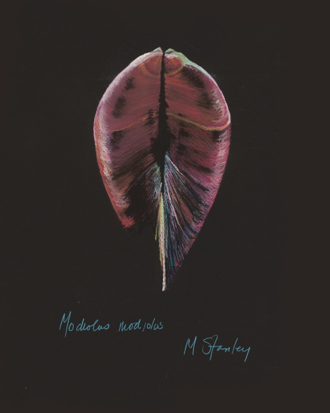 Print of an Original Pastel Drawing of a Seashell Modiolus Modiolus - Etsy