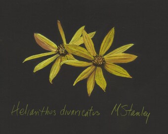 Print of original pastel drawing of a woodland sunflower wildflower