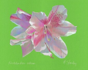Print of an original pastel drawing of a George Tabor azalea bloom
