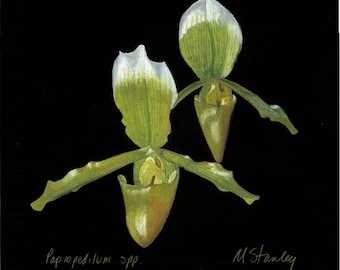 Print of an original drawing of a Paphiopedilum yellow orchid