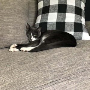 May include: A gray and white cat is lounging on a gray sofa. The cat has white paws, a white chest, and a white patch on its face. A black and white checkered pillow is behind the cat.
