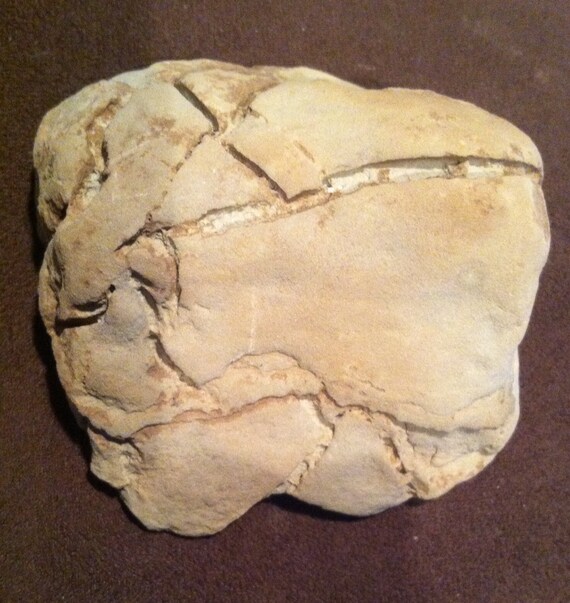 Clearance Petrified Clay Nice Lump Of Petrified Clay Nice Etsy