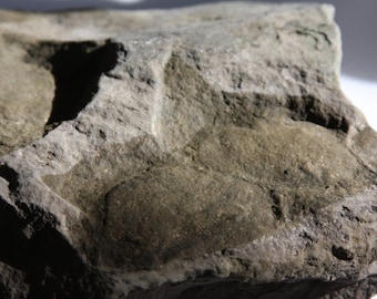 Huella fosilizada auténtica de ciervo alce. Huella completa de ciervo alce prehistórico de Nueva Jersey. Huella poco común.