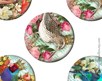 Digital Collage Sheet Birds Fantasy Background 1 inch round images Scrapbooking inches Pendants Printable Original  Printable 4x6 inch T01