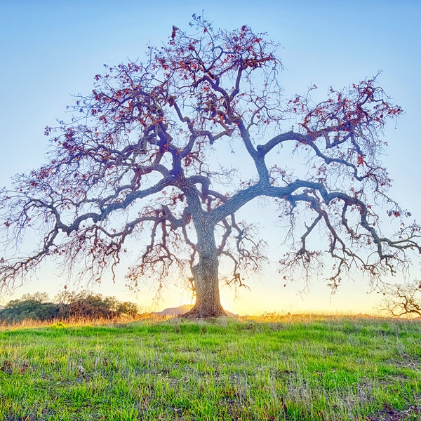 California Oak Tree - Landscape Photography - Oak Tree Print - Agoura Hills Photograph - California  Wall Art - Large Tree Canvas