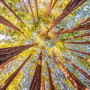 California Redwoods Print - Big Sur Photo - Central California Redwoods - Large Redwood Canvas - Redwood Trees Photograph - Tree Photography