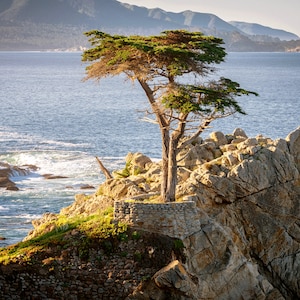 Lone Cypress Tree Carmel 17 Mile Drive Beach Photography Print Fine Art Photograph Wall Art Decor | Also Available on Canvas or Metal