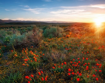 Sunset Antelope Valley Photo Print California Poppy Flowers Photography Scenic Nature Wall Art Vibrant Landscape Photography