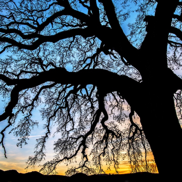 California Oak Tree - Oak Tree Photo -  Thousand Oaks Print - Sunset Silhouette Tree - Oak Tree Canvas - Old Oak Tree Art- Thousand Oaks Art