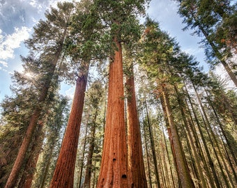 Sequoia National Park Print - Sequoia Trees Photo - California Photography - Sequoia Landscape - California Wall Art - Sequoia Tree Canvas