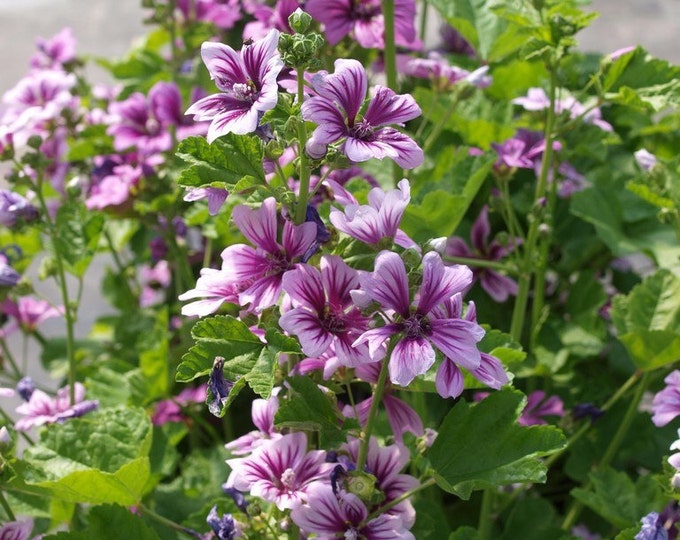 Flower Seeds zebrina Malva for the Garden. 50 Seeds - Etsy
