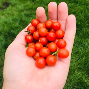“Mini red” tomato. 25 seeds for the garden. Home and gardening. Vegetable plant seed. Vegetables.
