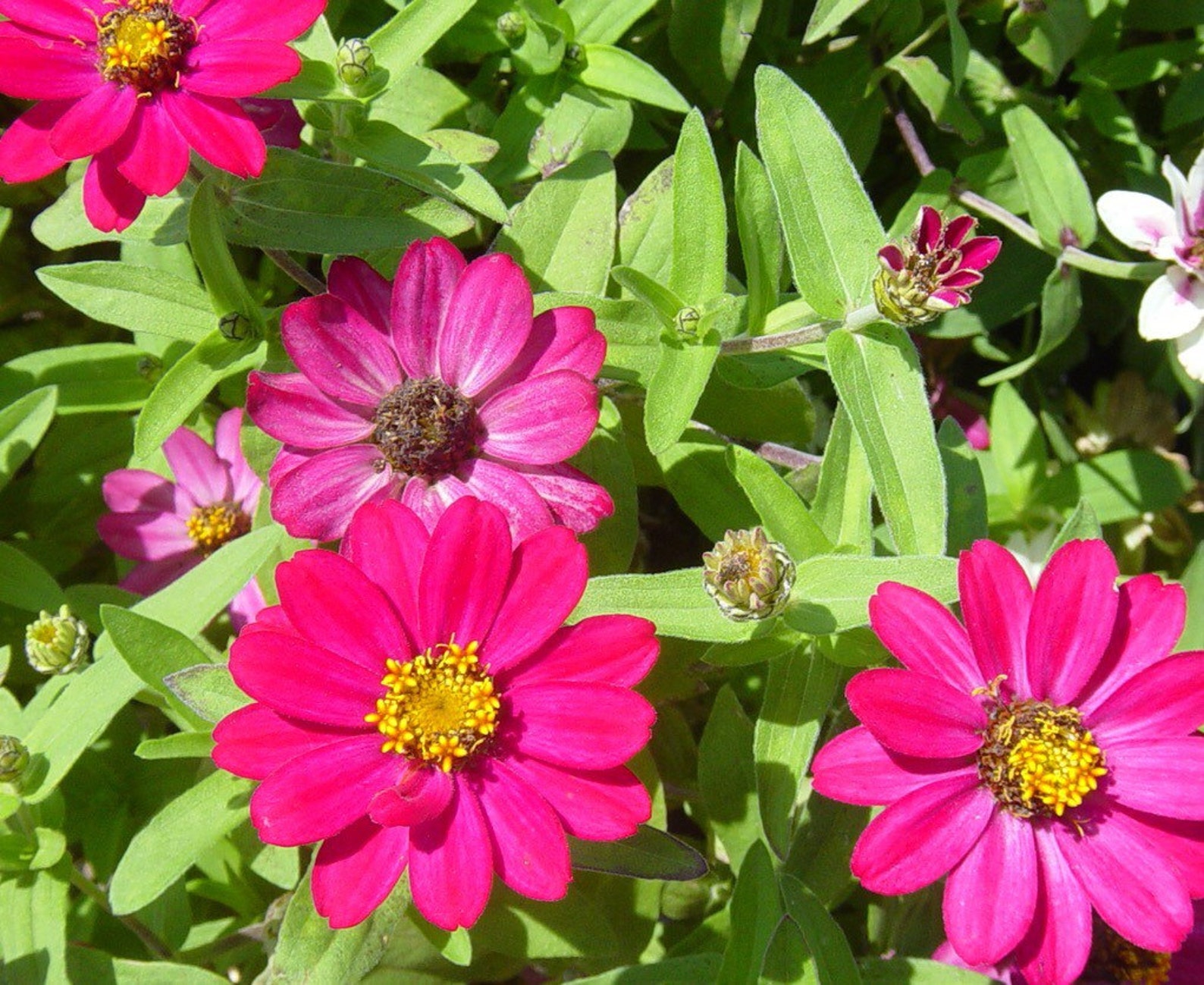 Pink Flower zinnia Profusion for the Garden. 50 Seeds Etsy