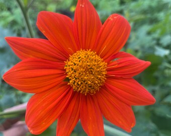 Orange Tithonia. (Mexican Sunflower) 50 annual flower seeds for the garden.