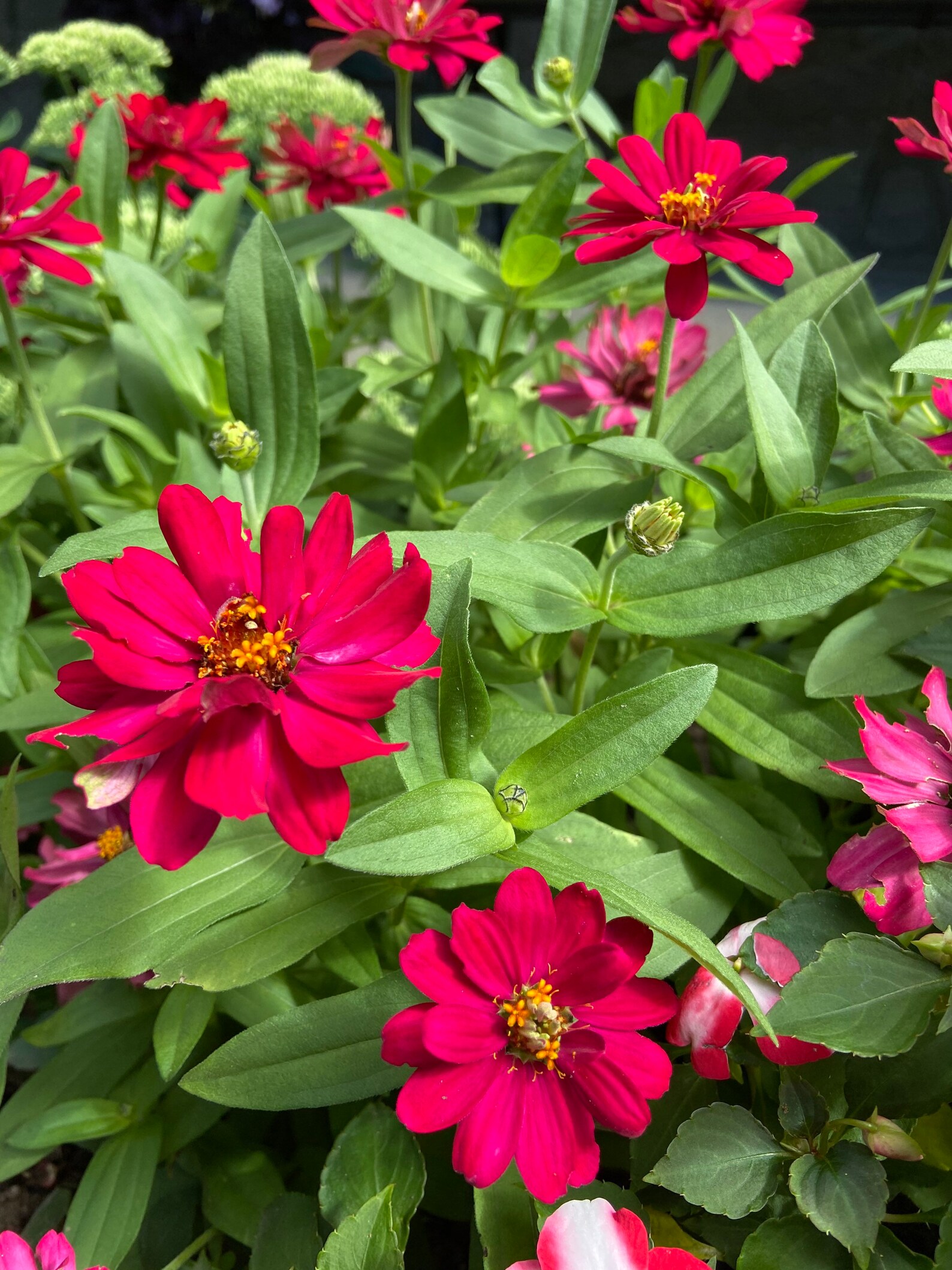 Pink flower Zinnia Profusion for the garden. 50 Seeds Etsy