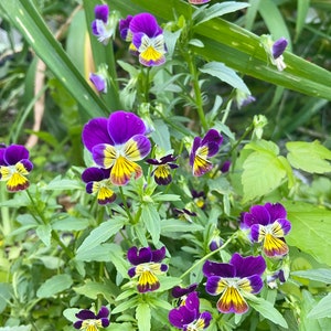 Pensée sauvage. 50 semences de fleurs comestibles annuelles pour le jardin.