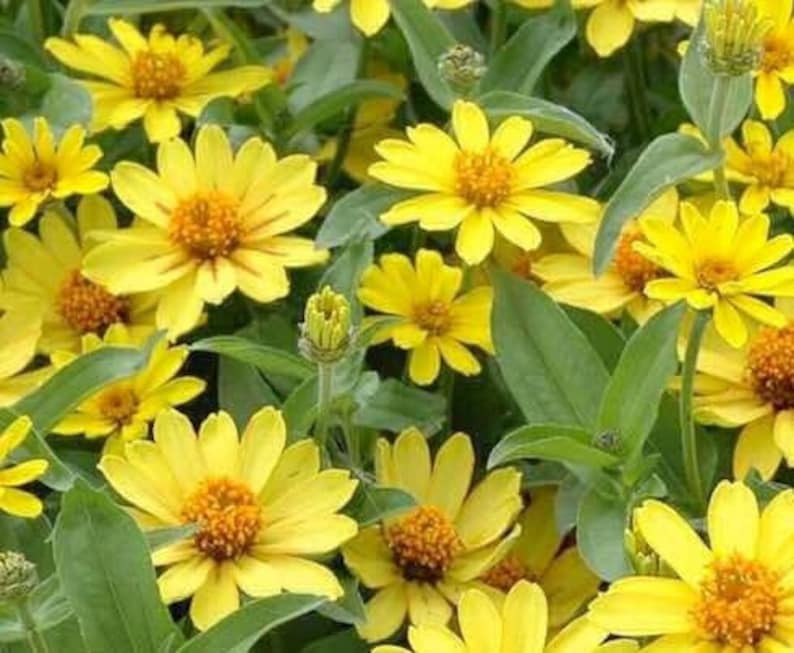 Yellow Flower Seeds Zinnia profusion for the Etsy