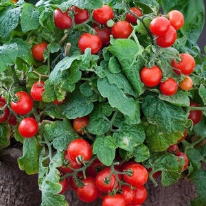 Peut inclure: Gros plan d'un plant de tomates avec de nombreuses tomates rouges mûres poussant sur les vignes. La plante est en pot et les tomates pendent.
