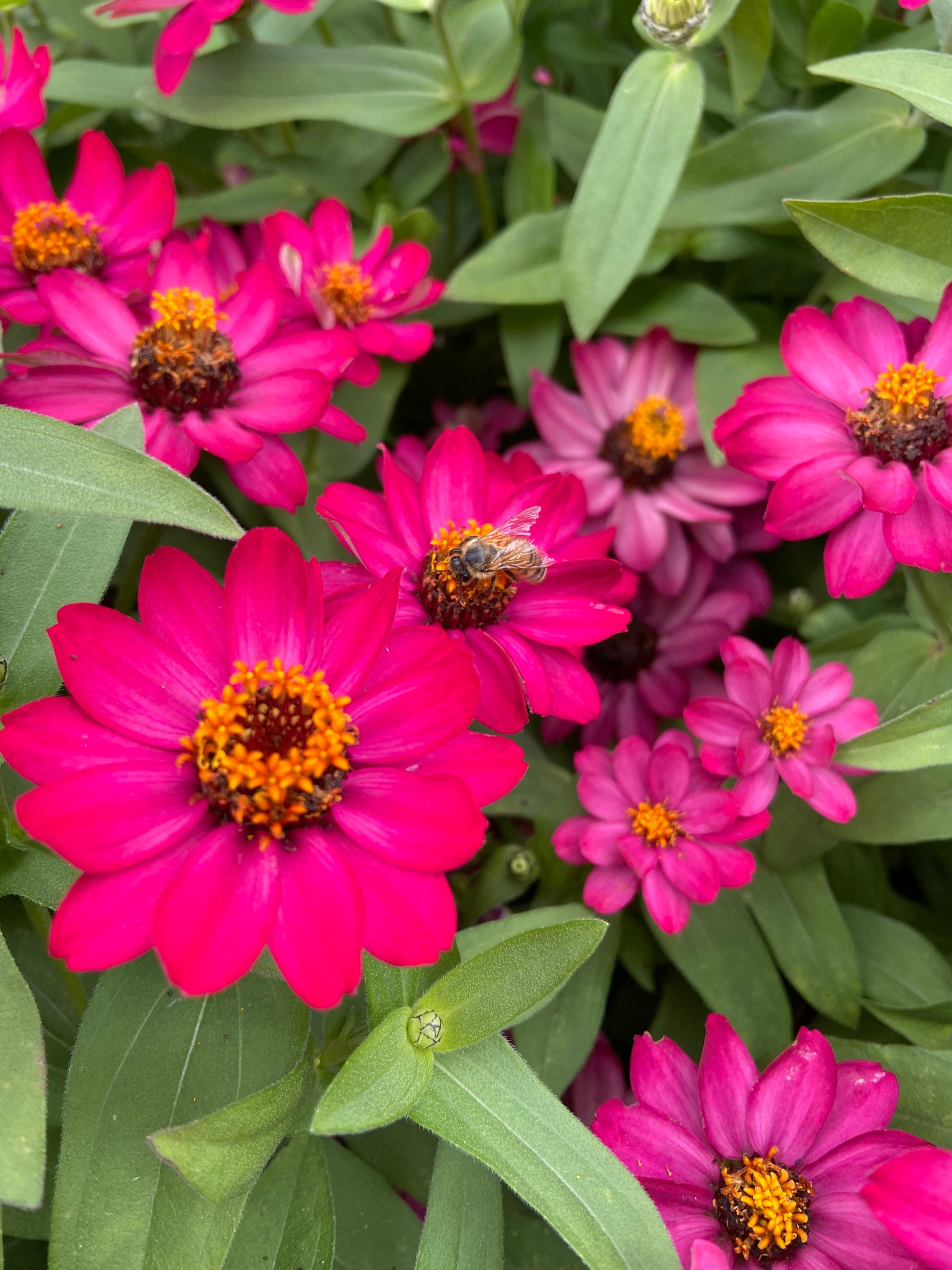 Pink flower Zinnia Profusion for the garden. 50 Seeds Etsy