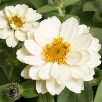 White Flower Seeds zinnia Profusion for the - Etsy