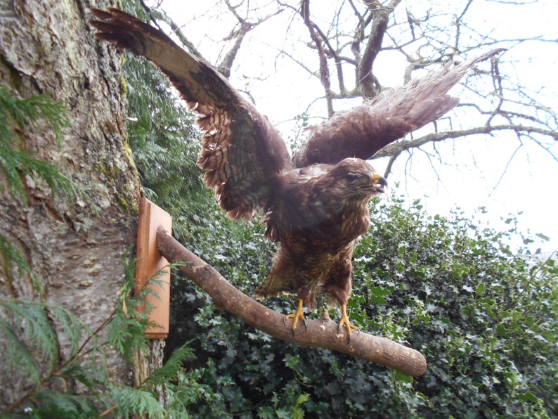 Vintage French Mounted Bird Open Wings