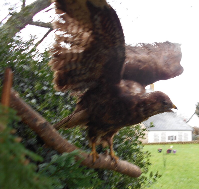 Vintage French Mounted Bird Open Wings
