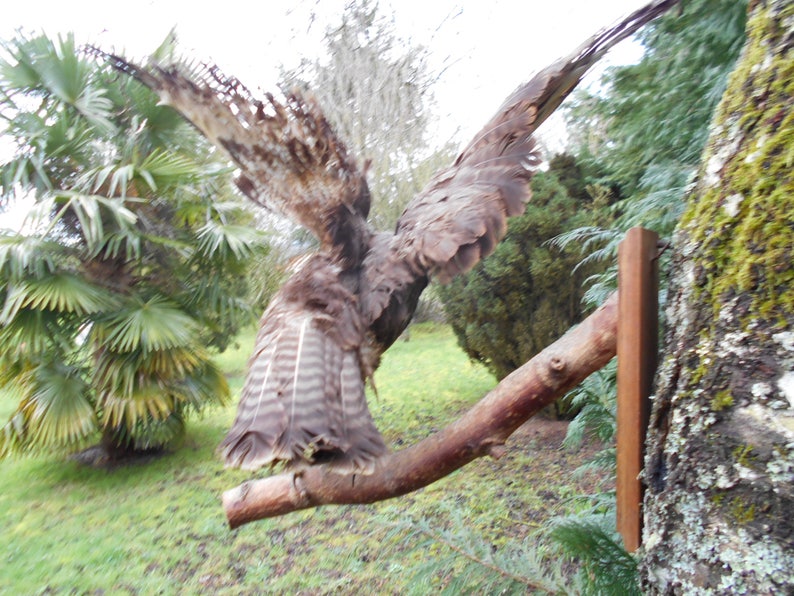 Vintage French Mounted Bird Open Wings