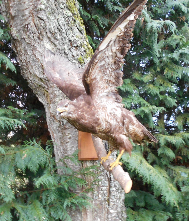 Vintage French Mounted Bird Open Wings