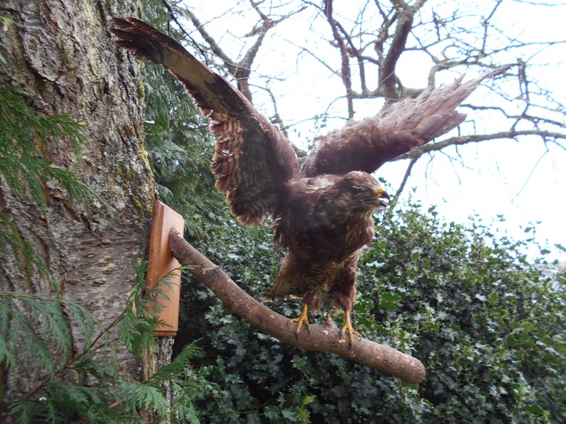 Vintage French Mounted Bird Open Wings