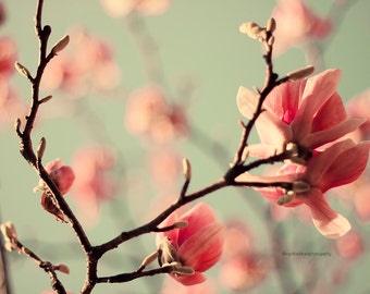 Pink Dogwood flowers, Floral print, flower photography, Dogwood tree fine art photography, nursery room art, home decor, wall decor