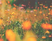 Flower print, flower photography, colorful flowers wall art, nature photography, whimsical fine art print, yellow wall decor, home decor