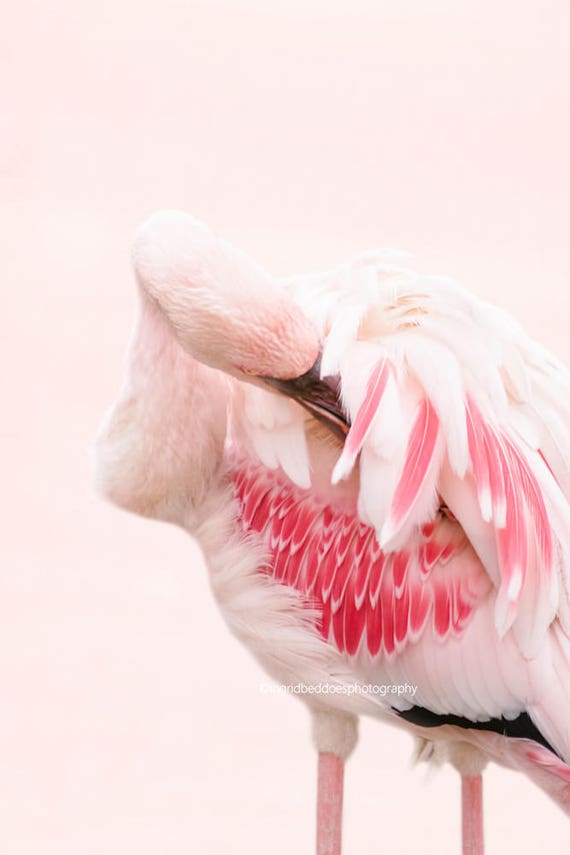 Iedereen Afwijzen Recreatie Flamingo kunst aan de muur roze muur kunst Flamingo decor | Etsy