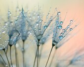 Dandelion wall art, dandelion photography, dandelion print, blue, macro, flower fine art print , nature photo, large wall decor, home decor