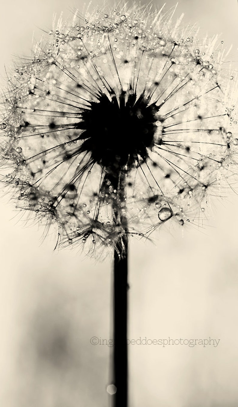 Dandelion Print Dandelion Wall Art Black and White Dandelion Etsy