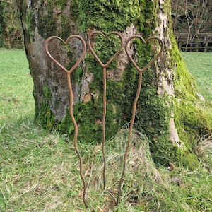 May include: Three rustic metal heart garden stakes stand in a grassy area near a tree trunk covered in green moss. The stakes have a simple, curved design, perfect for adding a touch of charm to any garden or outdoor space.