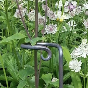 May include: A close-up of a dark metal plant support in a garden. The support has a curved top and is surrounded by green leaves and white and purple flowers. The support is approximately 30 cm tall.