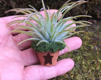 May include: A small air plant in a terracotta pot with a brown star on the front. The pot is sitting in a bed of green moss.