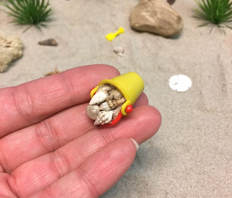Miniature Beach Bucket With Seashells and Shovelyour Choice Etsy