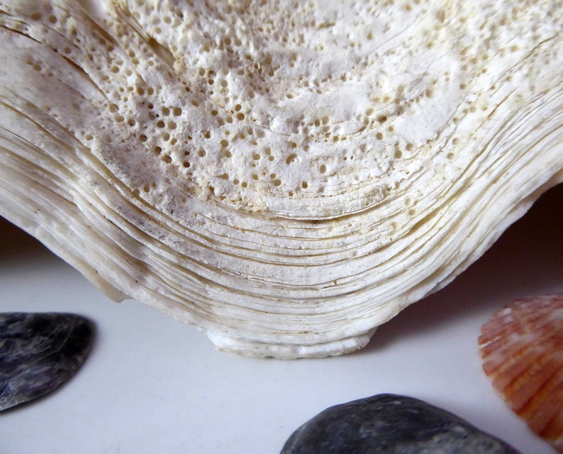 Shell With Horizontal Ridges Giant Tridacna Clam Shell: Large Vintage Seashell, Beach Decor (14