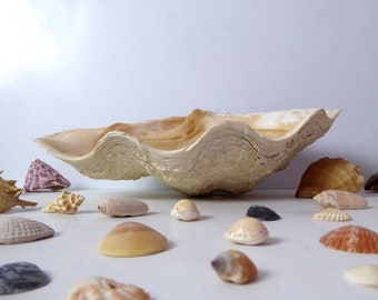 Sculptural Clam | Organic Giant Clam Shell | Large Vintage Seashells | Beach Theme Shell Décor | Natural Organic Home Décor | Huge Seashell