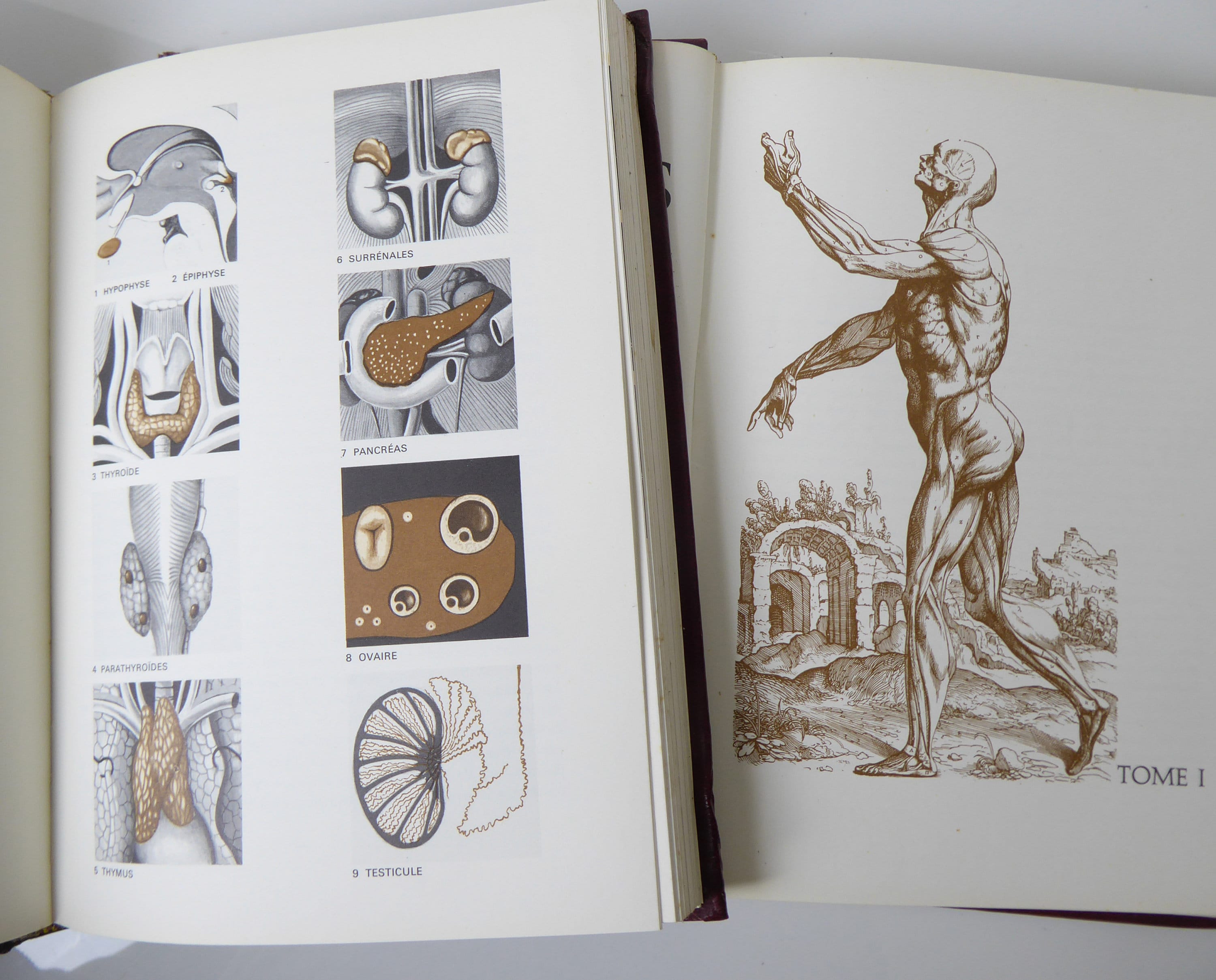 Readers Digest Illustrated Medical And Human Anatomy Books - Les Merveilles De Notre Corps