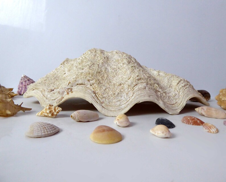 Giant Tridacna Clam Shell: Large Vintage Seashell, Beach Decor (14