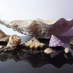 Giant Clam Shell, Sculptural Clams, Vintage Seashells, Beach Theme, Shell Décor, Natural Sea Shell, Organic Home Décor