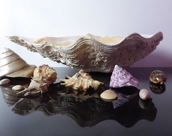 巨大なシャコガイの殻：天然の海の装飾品、工芸品オーナメント（18