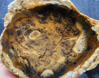 Yellow Petrified Wood Fossil Slab, Opalized Tree, Rock Hound Gift