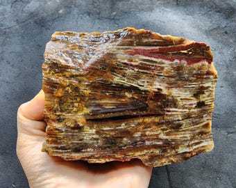Kleurrijk versteend hout, opaal hout, lapidair ruw, fossiel;  2,2 pond