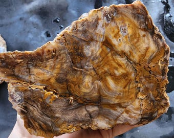 Petrified Wood, Opalized Wood, Fossil Tree, 2.3 lbs