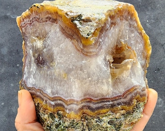 Zeer zeldzame gegoten ledematen (stam en tak), geagatiseerd hout, versteend hout; 3,8 pond